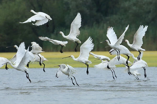 With approximately 2000 breeding pairs Holland is a real stronghold for the Eurasian Spoonbill, Platalea leucorodia
