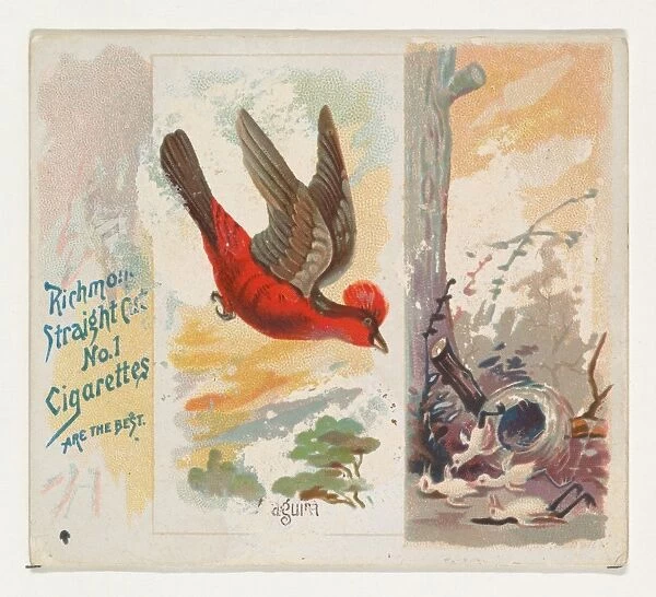Araguira Song Birds World series N42 Allen & Ginter Cigarettes