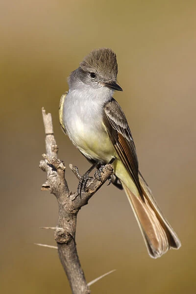 Ash-throated Flycatcher, Myiarchus cinerascens, United States