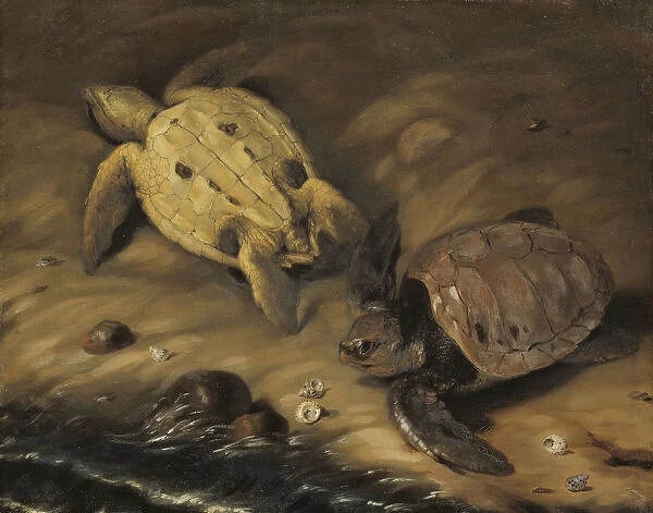Attributed David KlAocker Ehrenstrahl Two turtles