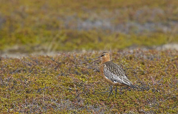 Bar-tailed Godwit adult perched on tundra, Limosa lapponica