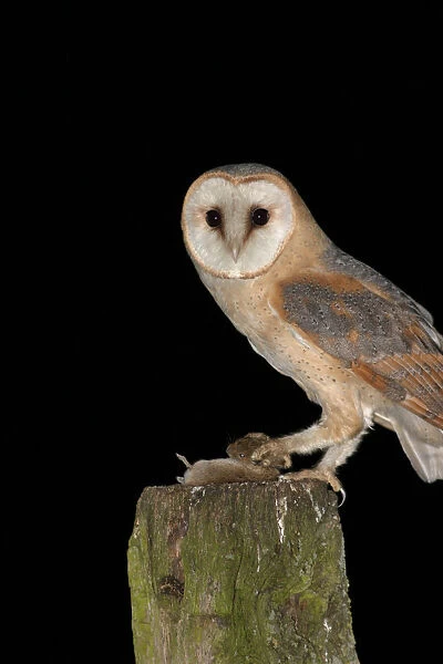 Barn Owl adult perched on a pole with prey