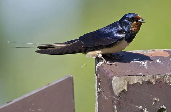 Barn Swallow adult perched Netherlands, Hirundo rustica, Netherlands