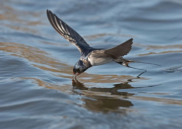 Barn Swallow drinking in flight, Hirundo rustica