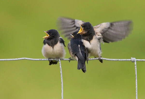 Barn Swallow juvenile begging for food, Hirundo rustica