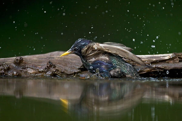 Bathing Common Starling, Sturnus vulgaris