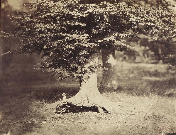 Beech Tree Gustave Le Gray French 1820 1884 Fontainebleau