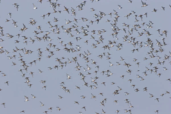 Big flock of Asian Dowitchersin flight, China