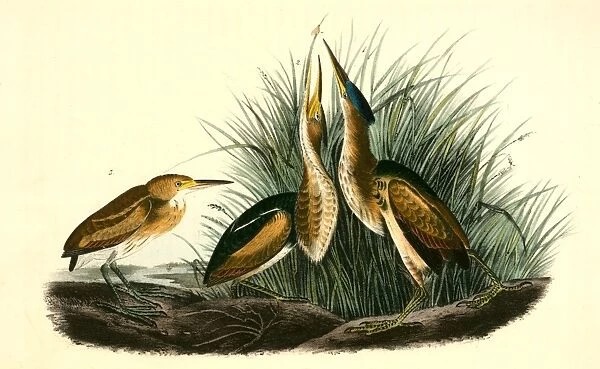 Least Bittern. 1. Male. 2. Female. 3. Young. Audubon, John James, 1785-1851