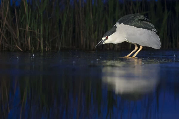 Black-crowned Night Heron hunting in water, Nycticorax nycticorax, Hungary