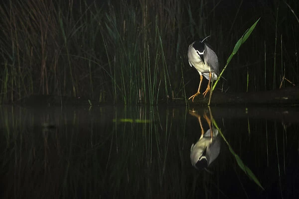 Black-crowned Night Heron hunting at waterside, Nycticorax nycticorax, Hungary