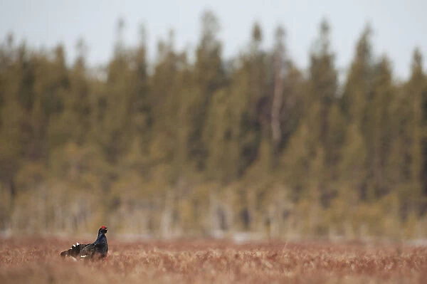 Black Grouse, Lyrurus tetrix, Finland