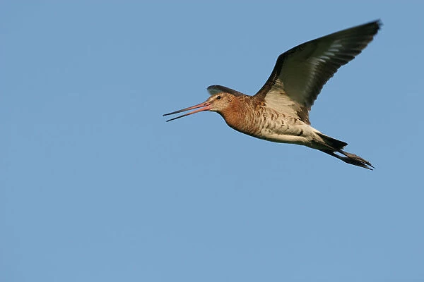 Black-tailed Godwit calling in flyght Netherlands, Limosa limosa