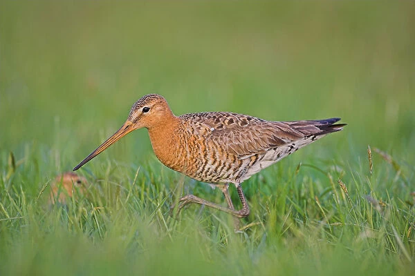 Black-tailed Godwit in meadow, Limosa limosa