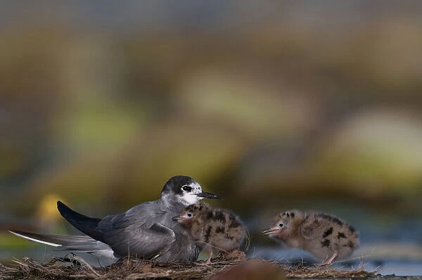 Black tern with chicks, The Netherlands
