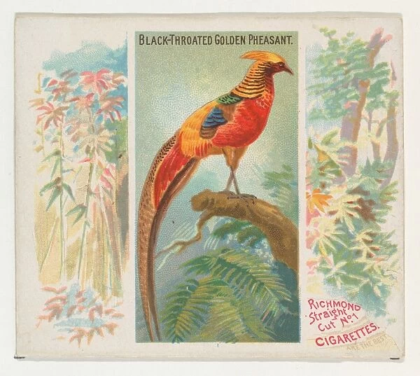 Black-Throated Golden Pheasant Birds Tropics series