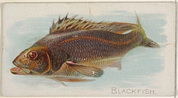 Blackfish Fish American Waters series N8 Allen & Ginter Cigarettes Brands