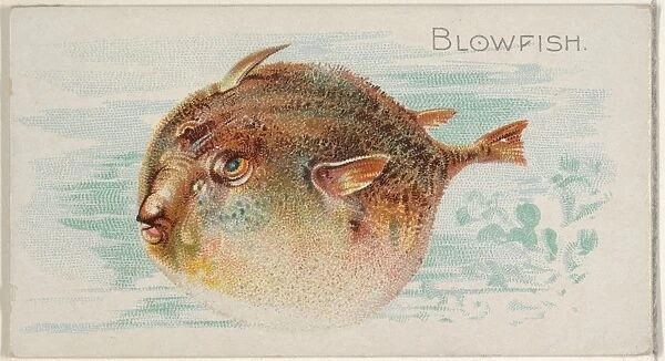 Blowfish Fish American Waters series N8 Allen & Ginter Cigarettes Brands