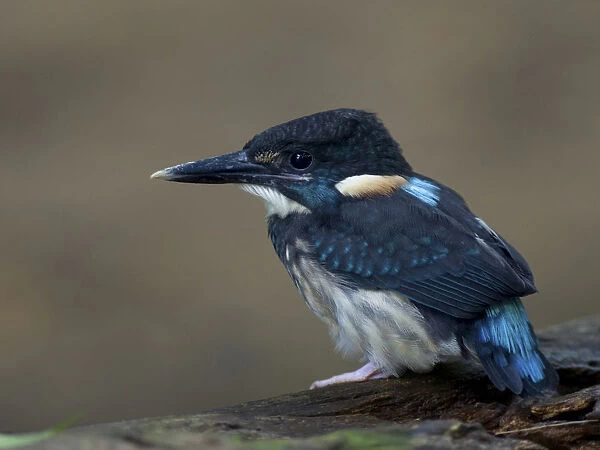 Blue-banded Kingfisher, Alcedo euryzona