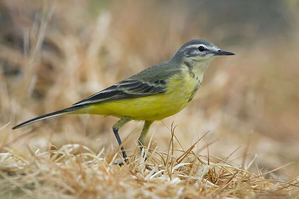 Blue-headed Wagtail standing on the ground