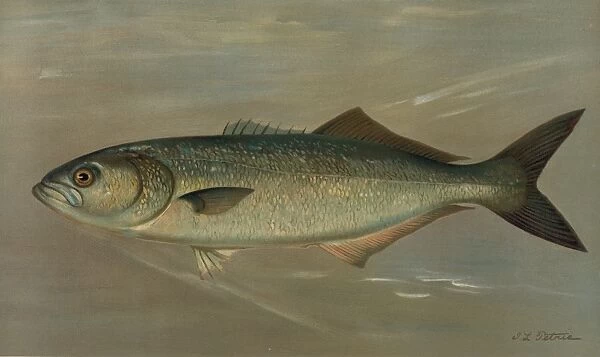The Bluefish, Pomatomus saltatrix, Harris, William C. (William Charles), 1830-1905