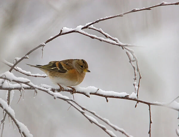 Brambling perched on snow covered branch, Fringilla montifringilla