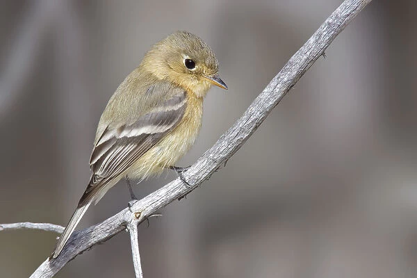 Buff-breasted Flycatcher, Empidonax fulvifrons