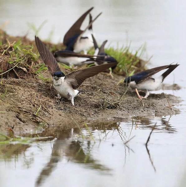 A bunch of House Martins collects mud for building their nests, Holland