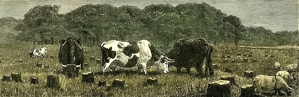 canada, farm life, livestock, cattle, grazing, pasture, 1880, vintage, old print
