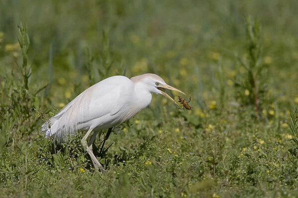 Cattle Egret with prey