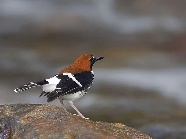 Chestnut-naped Forktail perched on rock, Enicurus ruficapillus