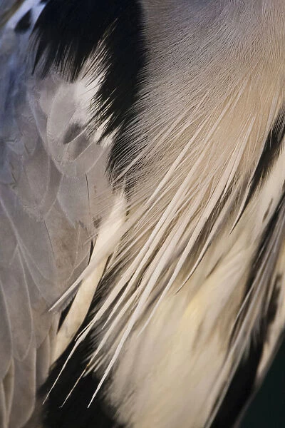 Close up of Grey Heron plumage, Ardea cinerea, Hungary