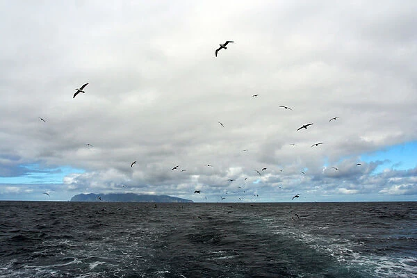 Clouds of seabirds with Gough island in the background, Tristan da Cunha group