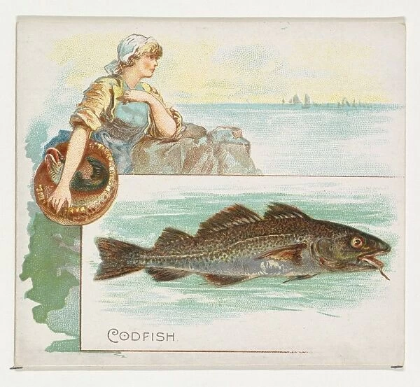 Codfish Fish American Waters series N39 Allen & Ginter Cigarettes