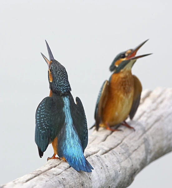 Colourful Common Kingfisher, Alcedo atthis