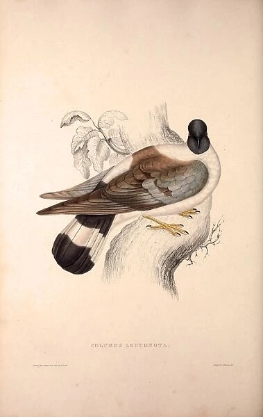Columba Leuconota, Snow Pigeon. A species of bird in the Columba genus in the Columbidae