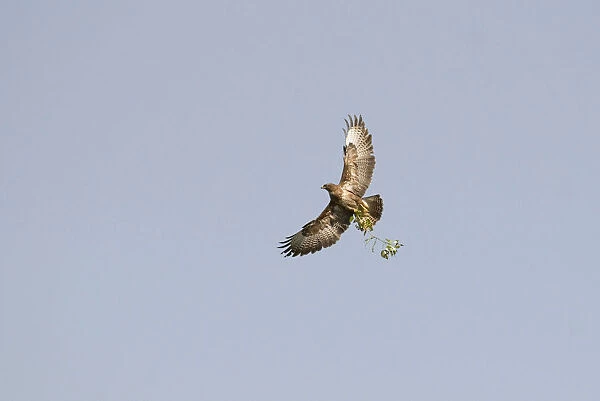 Common Buzzard with nest material in flight, Buteo buteo, The Netherlands
