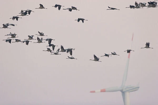 Common Cranes in flight, Grus grus, Belgium