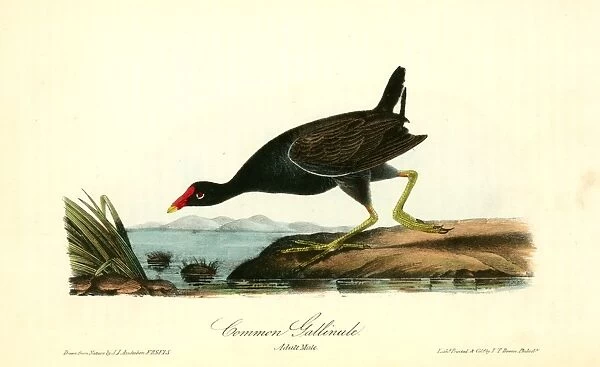 Common Gallinule. Adult Male. Audubon, John James, 1785-1851