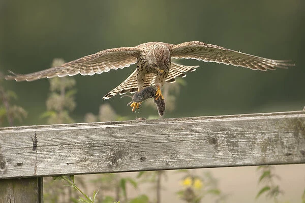 Common Kestrel female landing on gate with mouse, Falco tinnunculus, The Netherlands