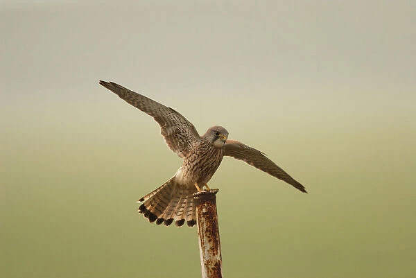 Common Kestrel landing on pole, Falco tinnunculus