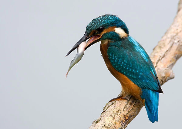Common Kingfisher with fish perched on branch, Alcedo atthis