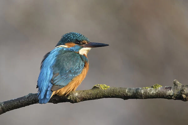 Common Kingfisher sitting on a branch, Alcedo atthis, Netherlands