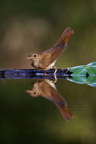 Common Nightingale standing at water edge with cocked tail, Luscinia megarhynchos