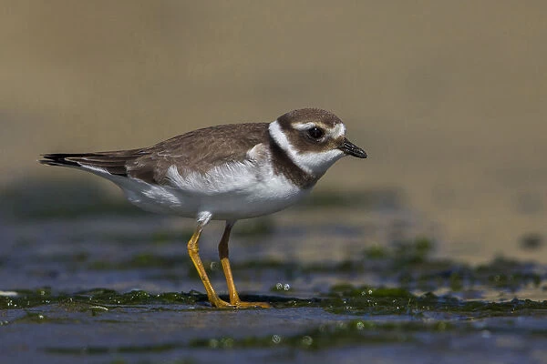 Common Ringed Plover standing on the beach, Charadrius hiaticula, Italy