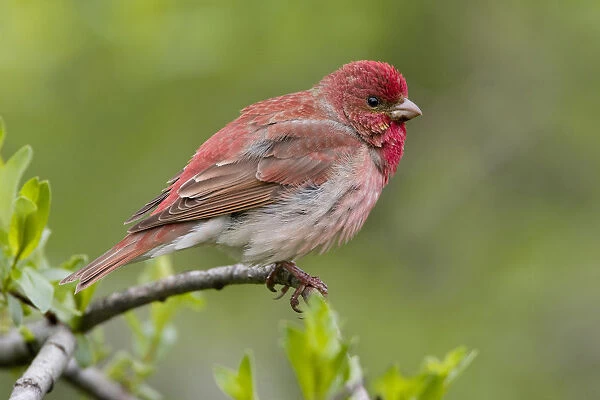 Common Rosefinch perched, Carpodacus erythrinus, Finland