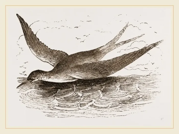 Framed Print : Common Tern Print by Librifly
