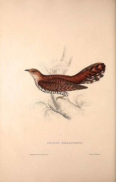 Cuculus Himalayanus, Himalayan Cuckoo. Birds from the Himalaya Mountains, engraving