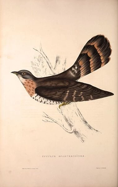Cuculus Sparverioides, Large Hawk-Cuckoo, Hierococcyx sparverioides, is a species