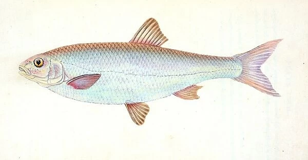 Dace, Cyprinus leuciscus, British fishes, Donovan, E. (Edward), 1768-1837, (Author)